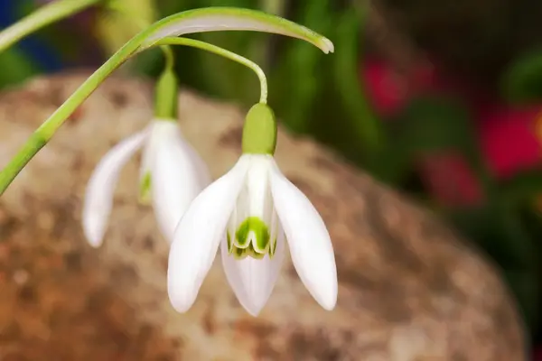 Fleur blanche de goutte de neige commune au printemps — Photo