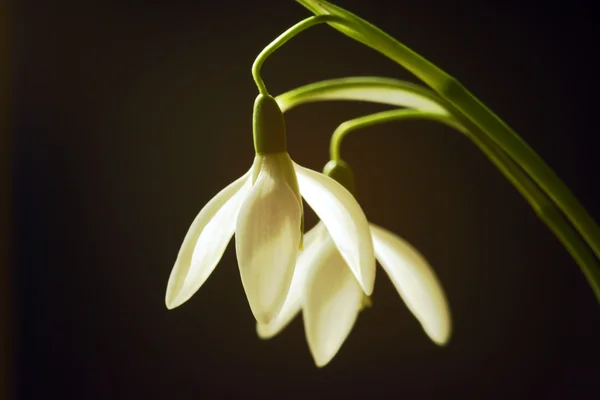 White common snowdrop flower in spring — Stok fotoğraf