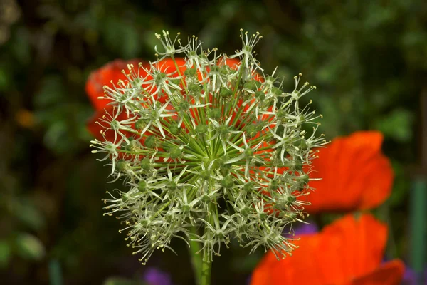 Alho ornamental florescendo primavera — Fotografia de Stock