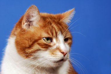 gözleri kırmızı saçlı kedi