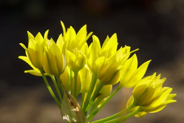 정원에 있는 노란 튤립 — 스톡 사진