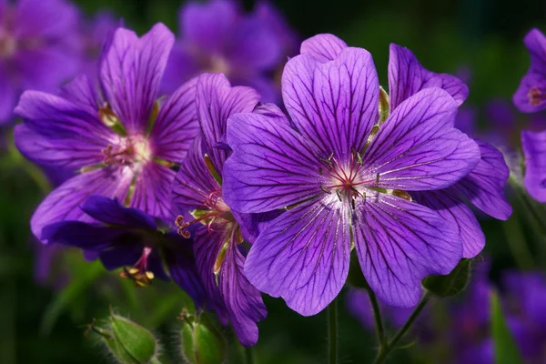 Geranium - Wiosenny kwiat — Zdjęcie stockowe