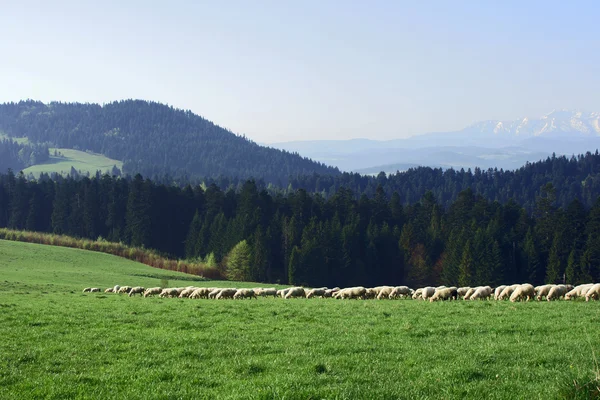 Gregge di pecore a Pieniny montagne — Foto Stock