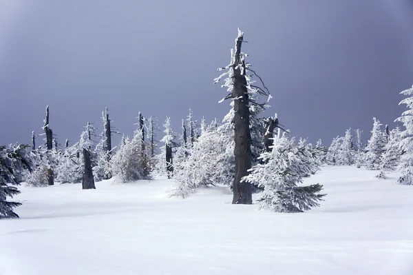 Schneebedeckte Fichten — Stockfoto