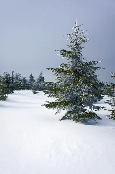 Épinette recouverte de neige — Photo