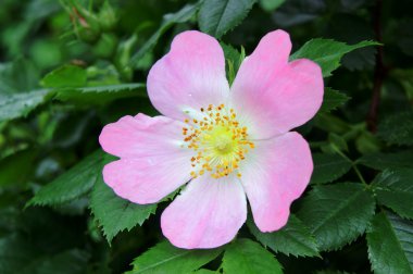 yağmur sonra yaban gülü