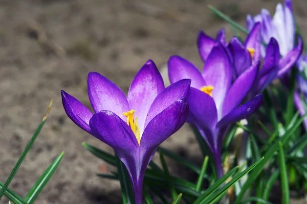 Krokus kwiat — Zdjęcie stockowe