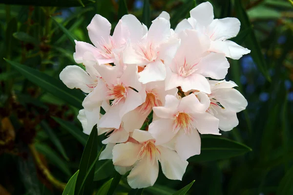 Nerium oleander — Stock fotografie