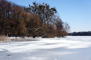 Göl kenarındaki ağaçlar