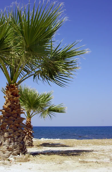 Côte de la mer avec palmier — Photo