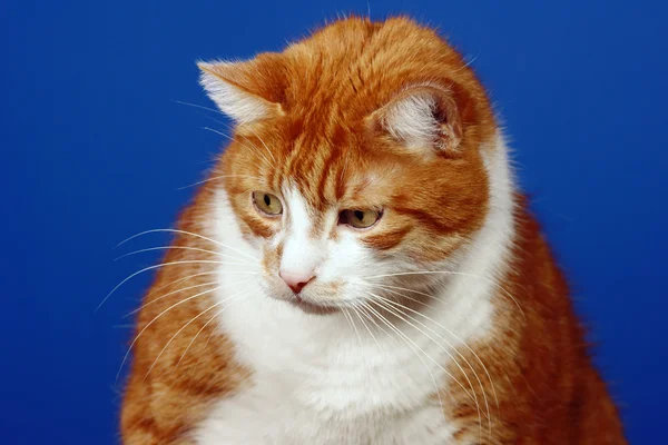 Portrait chat roux — Photo