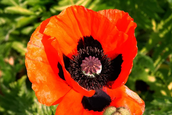 A red poppy — Stock Photo, Image