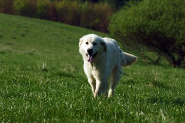 Tatra çoban köpeği