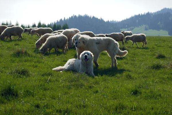 Tatra Pastor e rebanho de ovelhas — Fotografia de Stock