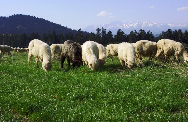 Kudde schapen — Stockfoto