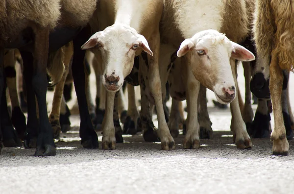 Sheep — Stock Photo, Image