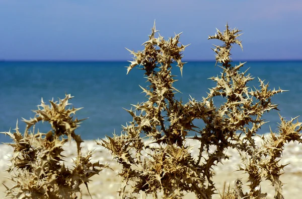 Chardon sur la plage — Photo