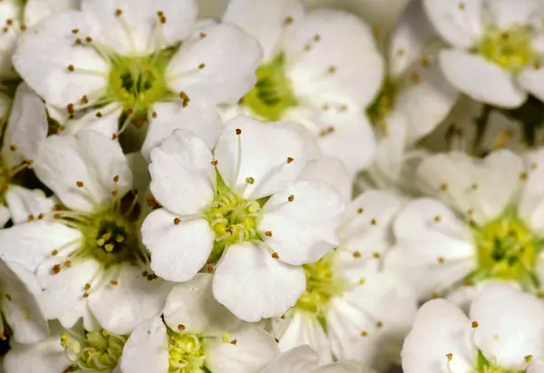 Snowberry — Stok fotoğraf