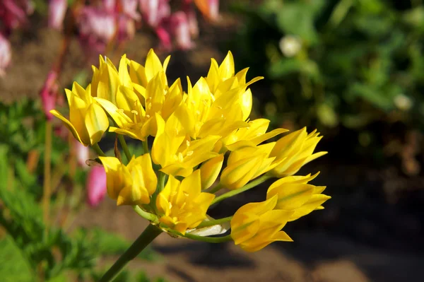 Tulipani gialli — Foto Stock