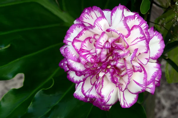 白と紫の carnatio — ストック写真