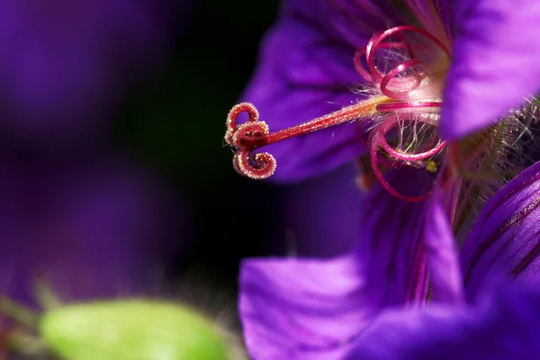 Společné columbine — Stock fotografie