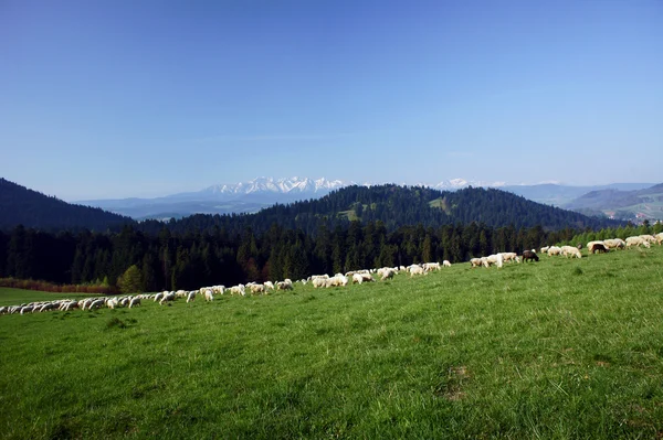 Flock of sheep — Stock Photo, Image