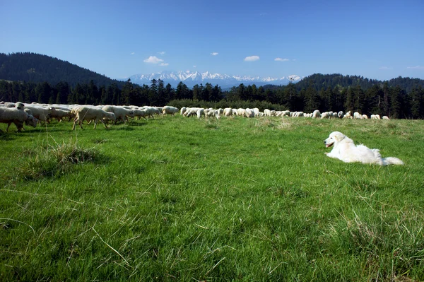 Tatra-Hirte und Schafherde — Stockfoto