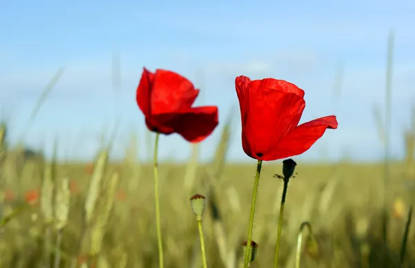 Red poppy — Stock Photo, Image