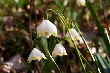 Bahar kar fırtınası
