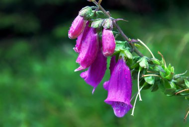 Willow centiyana çiçekler