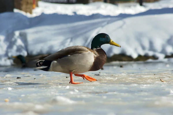 Eend lopen op ijs — Stockfoto