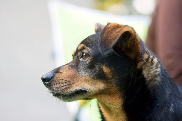 Small dog — Stock Photo, Image