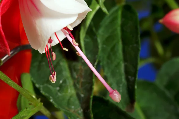 Fuchsia — Stock fotografie