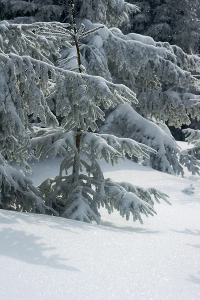 Nieve cayendo en un bosque de abetos —  Fotos de Stock