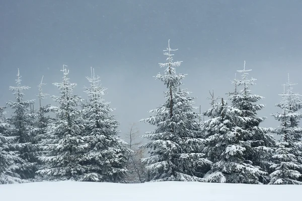 Sneeuw vallen in een vuren forest — Stockfoto