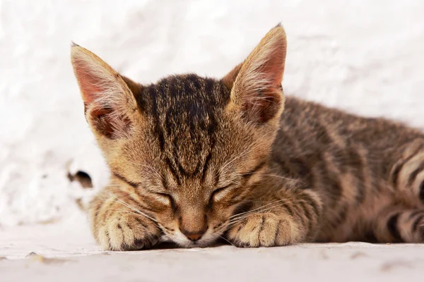 Gato gris — Foto de Stock