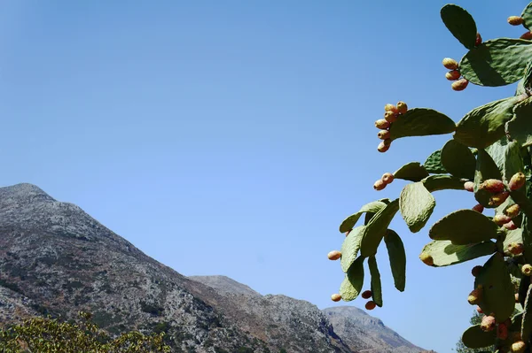 Pera espinosa en las montañas —  Fotos de Stock