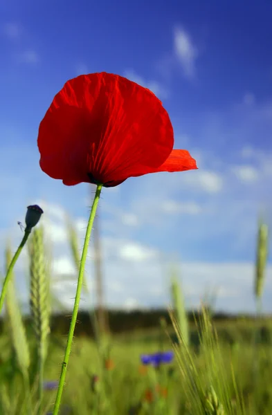 Red poppy — Stock Photo, Image