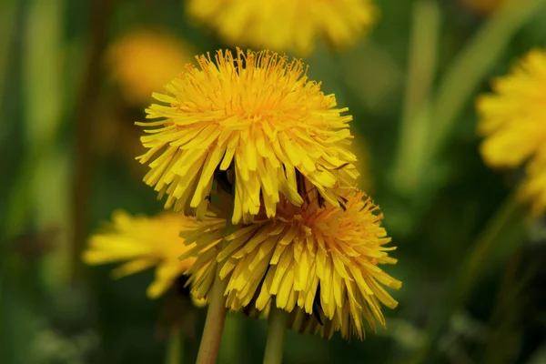 Yelow sonchus — 스톡 사진