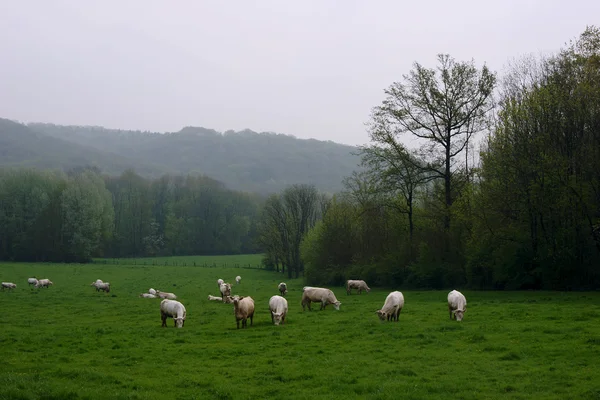 Puslu bir çayır üzerinde ineklerin — Stok fotoğraf