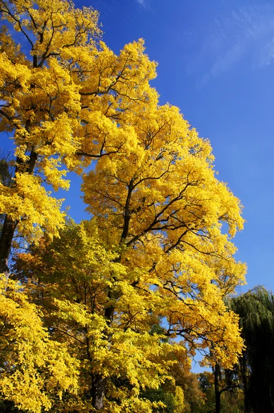 Stock image Autumn leaves