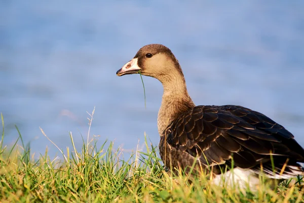 Wild goose on the lake — Stock Photo, Image