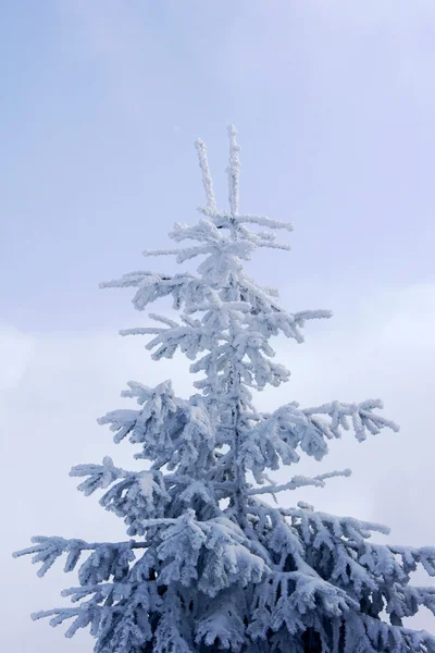 Sneeuw bedekte spar — Stockfoto