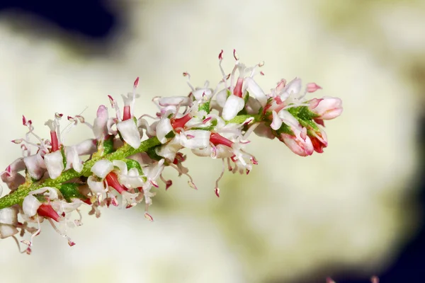 Tamarisk — Stock Photo, Image