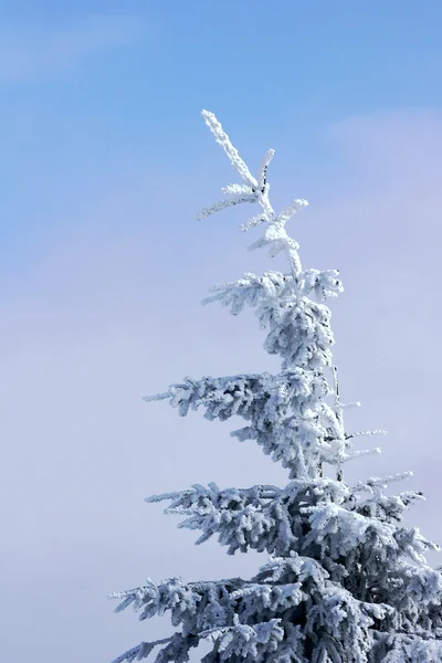 Épinette recouverte de neige — Photo