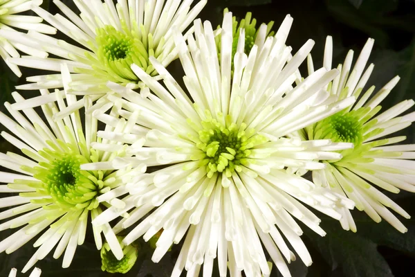 Chrysanthemenborsten — Stockfoto