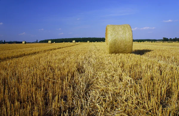 Stubble dopo il raccolto — Foto Stock