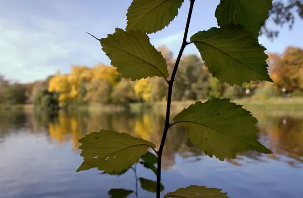 湖上的秋天树叶 — 图库照片