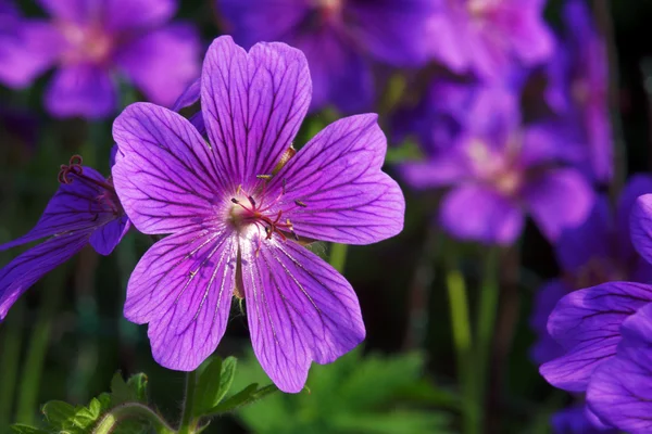 Pelargonia — Zdjęcie stockowe