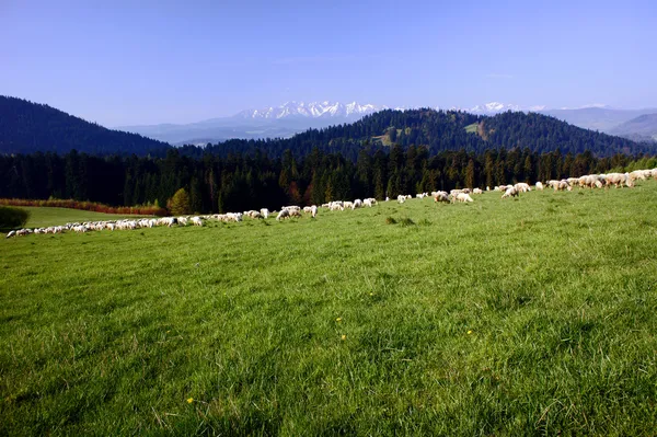 Kudde schapen — Stockfoto